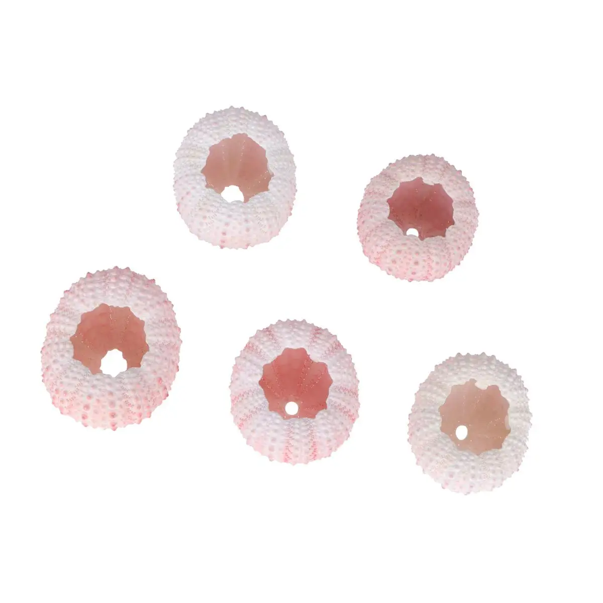 5 Pcs Natural Ocean Decor Air Plant Holder Plants Planting Pot Sea Urchin Shells DIY Hand Craft Material Decorate
5 Pcs Natural Ocean Decor Air Plant Holder Plants Planting Pot Sea Urchin Shells DIY Hand Craft Material Decorate