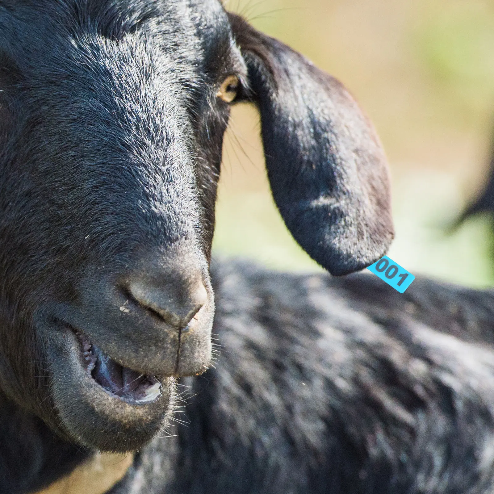100pcs cattle sheep ear tags durable animal identification markers visible numbers easy apply for cows pigs goats livestock
100pcs cattle sheep ear tags durable animal identification markers visible numbers easy apply for cows pigs goats livestock