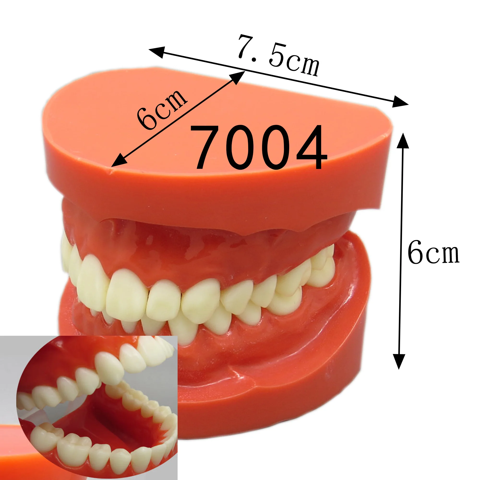 Dental teeth model Type-70 beauty health Typodont dental materials M7001/7005 M7010-1/2 1:1 MODEL Pathological Practice
Dental teeth model Type-70 beauty health Typodont dental materials M7001/7005 M7010-1/2 1:1 MODEL Pathological Practice