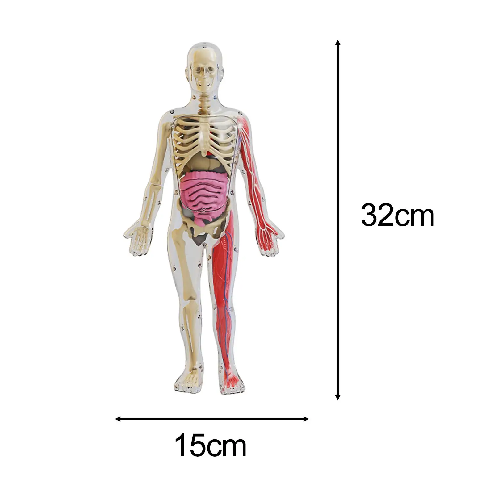 Human Body Puzzle Kits Early Education Model Teaching Material for Home Teacher Supplies Boys Girls Teaching Tool Preschool
Human Body Puzzle Kits Early Education Model Teaching Material for Home Teacher Supplies Boys Girls Teaching Tool Preschool