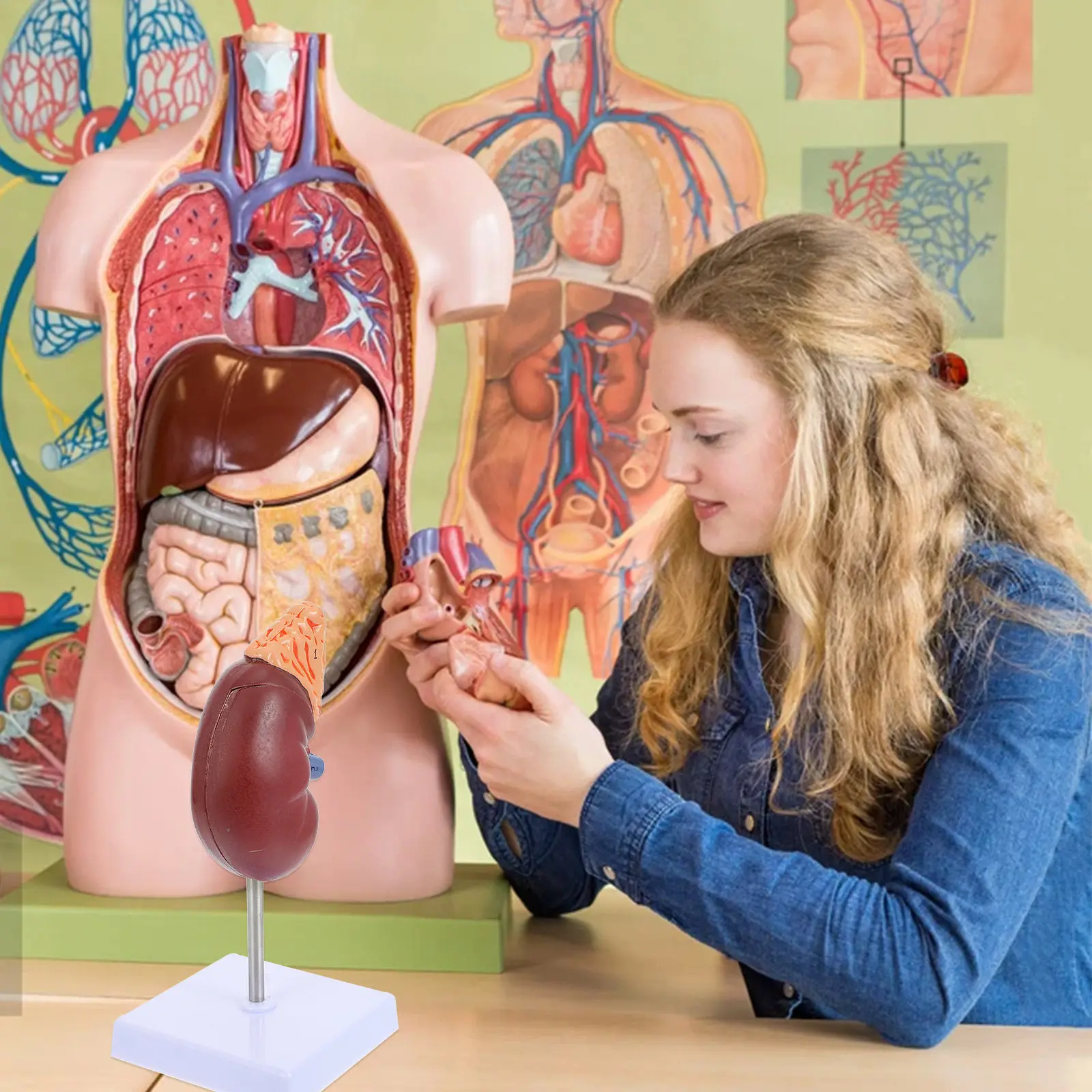 Анатомическая модель почки человека из 2 частей, съемная, 3D, для изучения анатомии, демонстрационная, для занятий по биологии
Анатомическая модель почки человека из 2 частей, съемная, 3D, для изучения анатомии, демонстрационная, для занятий по биологии