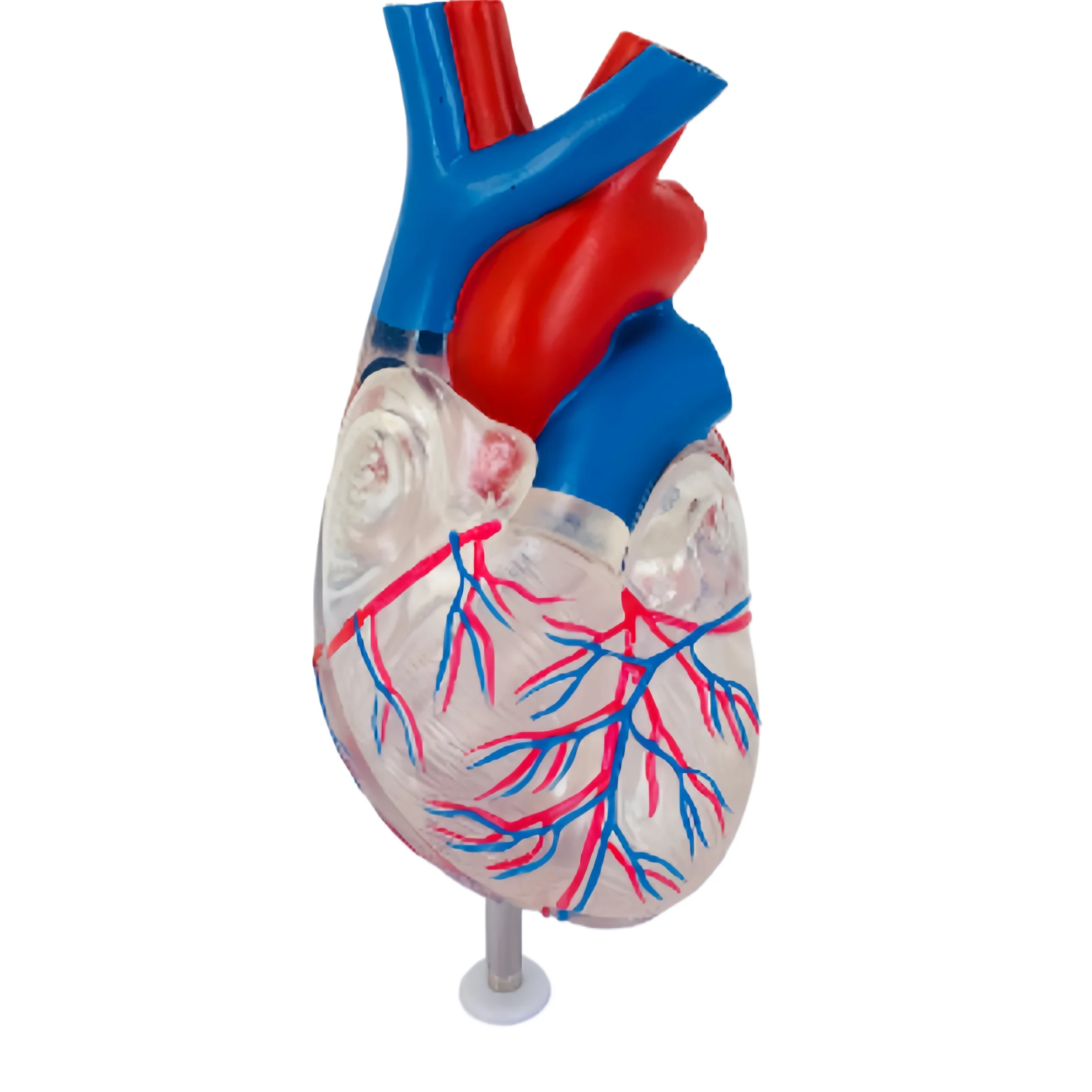 Высококачественная заводская прямая прозрачная анатомическая модель сердца, медицинская обучающая модель
Высококачественная заводская прямая прозрачная анатомическая модель сердца, медицинская обучающая модель