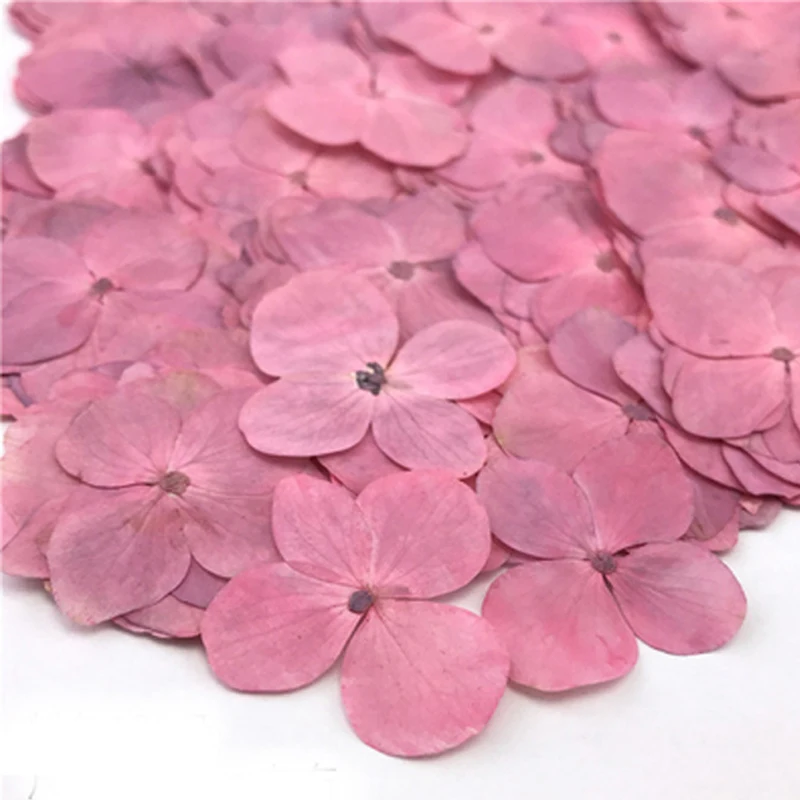 Small Pressed Flowers for Home Decoration, Gifts for Necklace Accessories, Free Shipping,100 PCs
Small Pressed Flowers for Home Decoration, Gifts for Necklace Accessories, Free Shipping,100 PCs