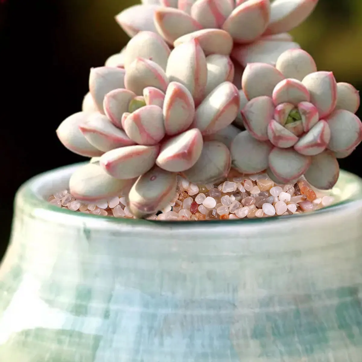 Natural Yuhua Stones Decorative Pebbles for Aquarium Planters River Rocks Smooth Finish High Quality Tumbled Gravel Water
Natural Yuhua Stones Decorative Pebbles for Aquarium Planters River Rocks Smooth Finish High Quality Tumbled Gravel Water