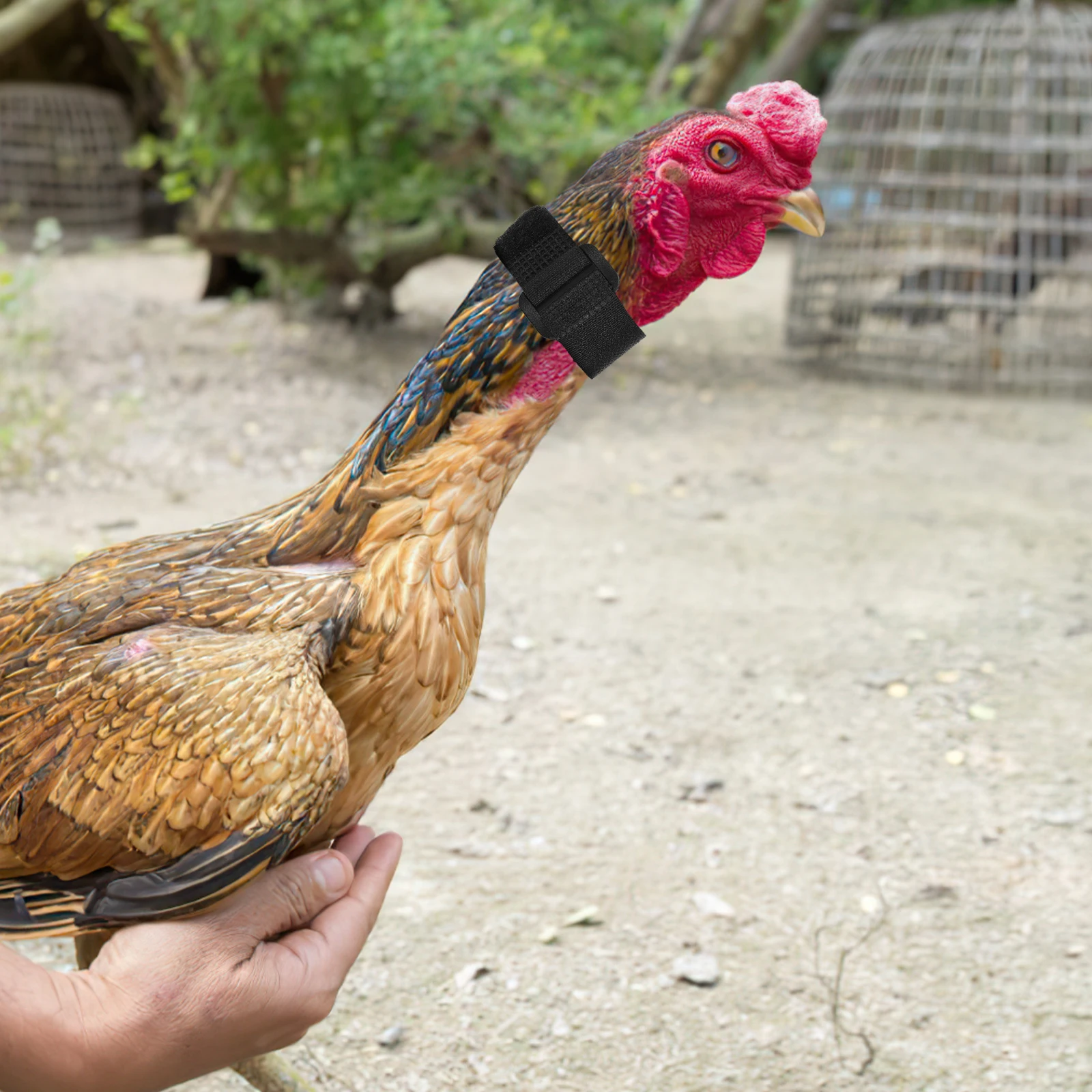 2Pcs No Crowing Rooster Collar No Hook Feature Comfortable Fit Stylish Red Adjustable Poultry Neckbands Value Pack
2Pcs No Crowing Rooster Collar No Hook Feature Comfortable Fit Stylish Red Adjustable Poultry Neckbands Value Pack