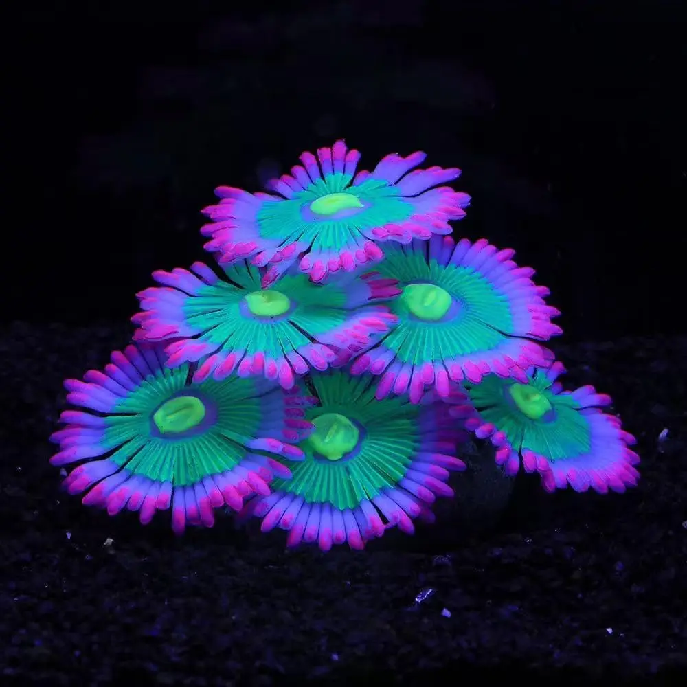Glowing Soft Anemone Aquarium Decor Silicone Glow in Dark Artificial Plants for Fish Tank Landscape Bowl Accessories
Glowing Soft Anemone Aquarium Decor Silicone Glow in Dark Artificial Plants for Fish Tank Landscape Bowl Accessories