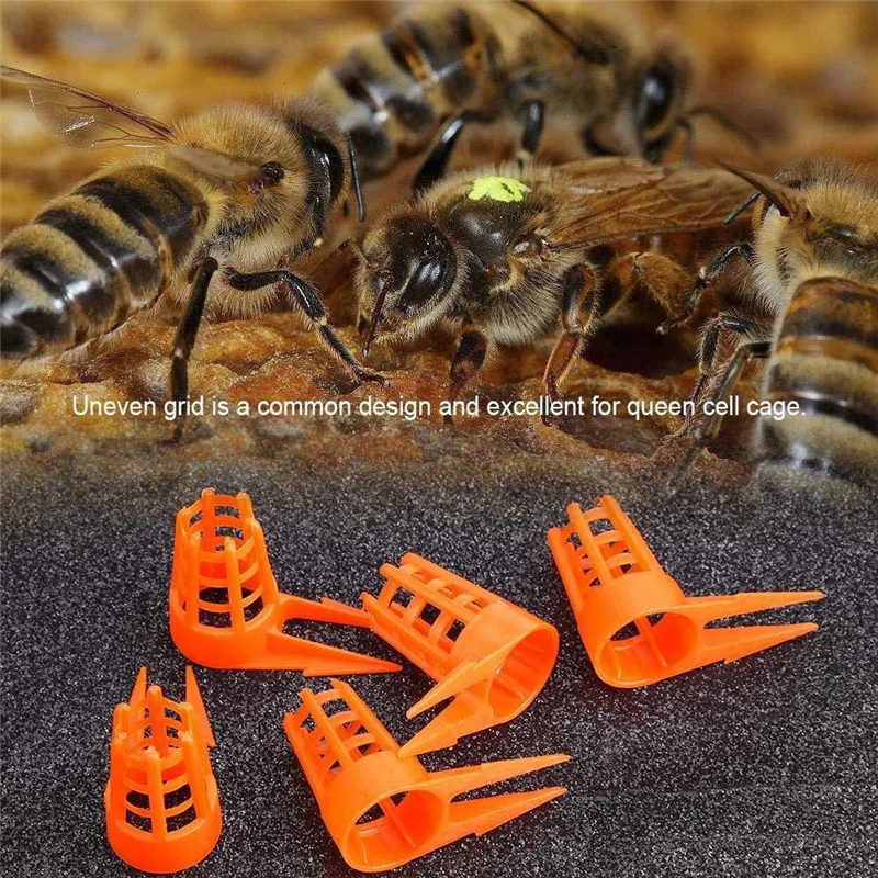 AS94-Bee Queen Cap Расческа для медоносных пчел Push-In Queen Cell Protectors Клетка для выращивания пчеловодства Queen-Bee для принадлежностей пчеловодства
AS94-Bee Queen Cap Расческа для медоносных пчел Push-In Queen Cell Protectors Клетка для выращивания пчеловодства Queen-Bee для принадлежностей пчеловодства