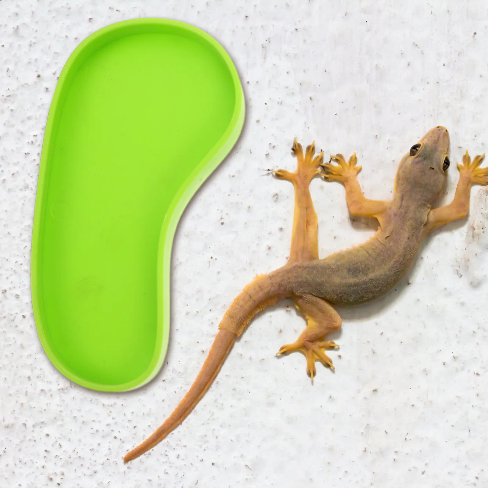 4pcs Reptile Water Feeders Large Capacity Plastic Terrarium Pet Supplies Lizard Bowls Green Smooth Easy Clean Storage Plate
4pcs Reptile Water Feeders Large Capacity Plastic Terrarium Pet Supplies Lizard Bowls Green Smooth Easy Clean Storage Plate
