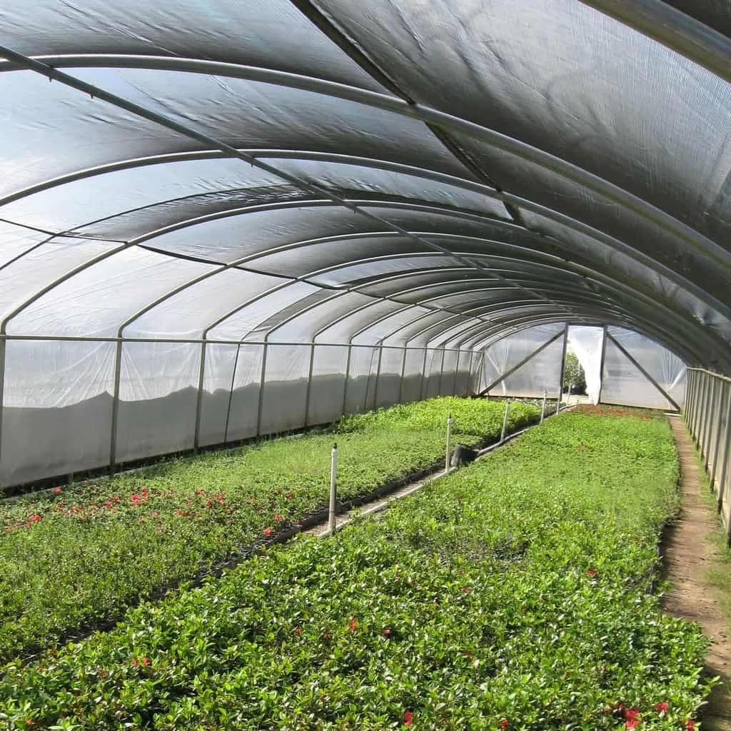 UV Resistant 60% Black Shading Net Sunshade Greenhouse Net Rectangle Garden Shade Cloth Rolls
UV Resistant 60% Black Shading Net Sunshade Greenhouse Net Rectangle Garden Shade Cloth Rolls