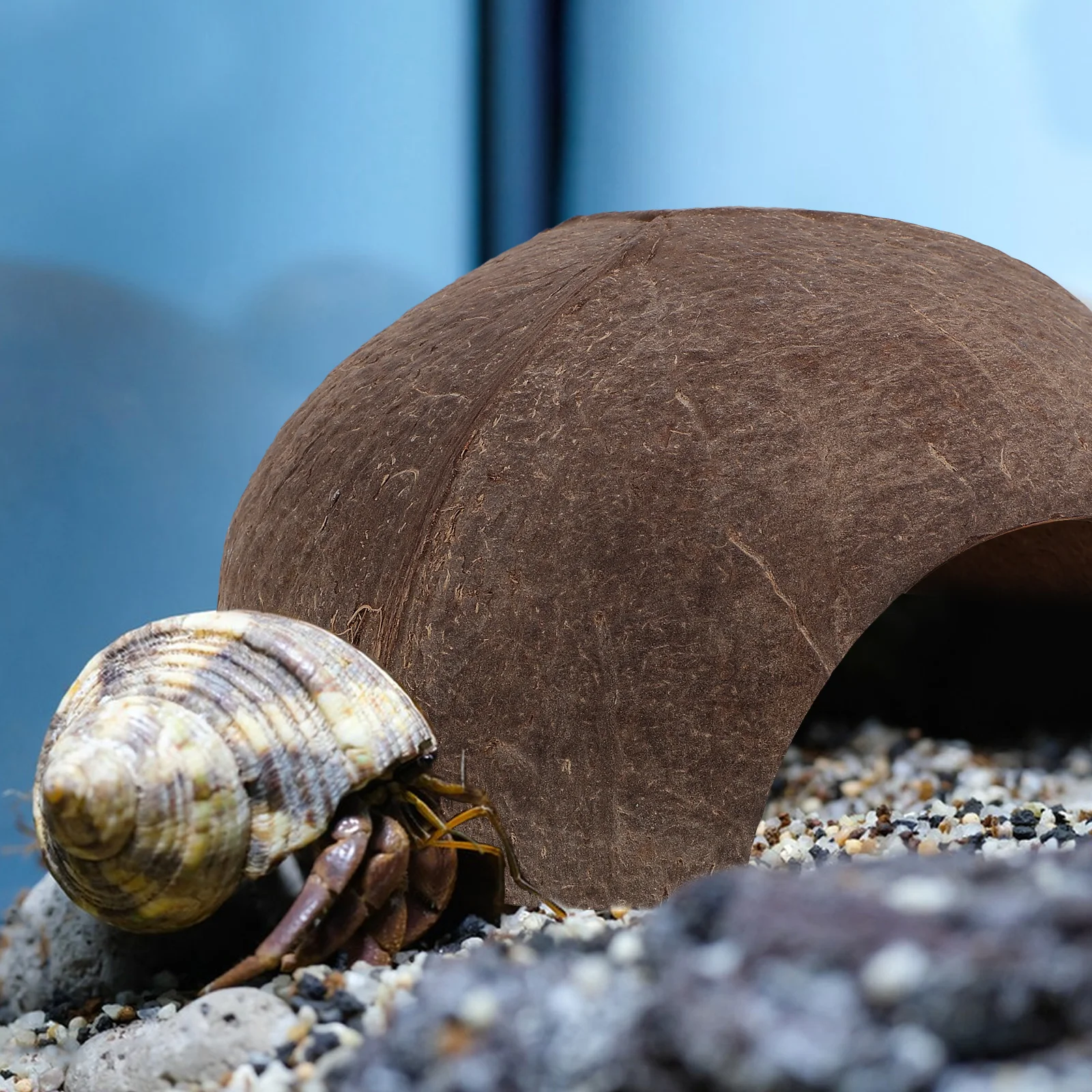 Coconut Shell Shelter Leopard Gecko Accessories Realistic Resin Platform Reptile Cave Turtle Habitat Decor Pet Supplies Safe
Coconut Shell Shelter Leopard Gecko Accessories Realistic Resin Platform Reptile Cave Turtle Habitat Decor Pet Supplies Safe