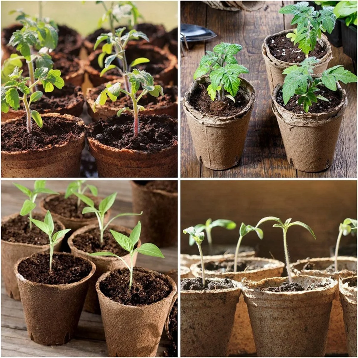 50 Pack 3.15 Inch Peat Pots with 50 Plant Labels Outdoor Garden Germination Nursery Pots,Biodegradable Seed Pots KitsHUG
50 Pack 3.15 Inch Peat Pots with 50 Plant Labels Outdoor Garden Germination Nursery Pots,Biodegradable Seed Pots KitsHUG
