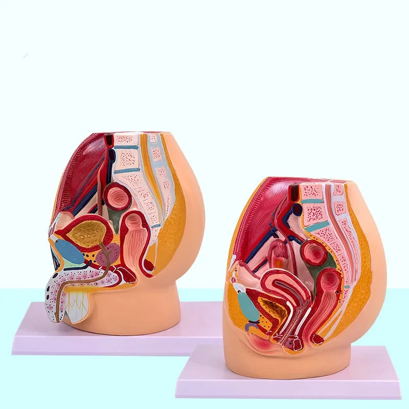 Anatomy Human Male And Female Pelvis Mid Sagittal Dissection Model Genitourinary System Specimens Medical Teaching Tool
Anatomy Human Male And Female Pelvis Mid Sagittal Dissection Model Genitourinary System Specimens Medical Teaching Tool
