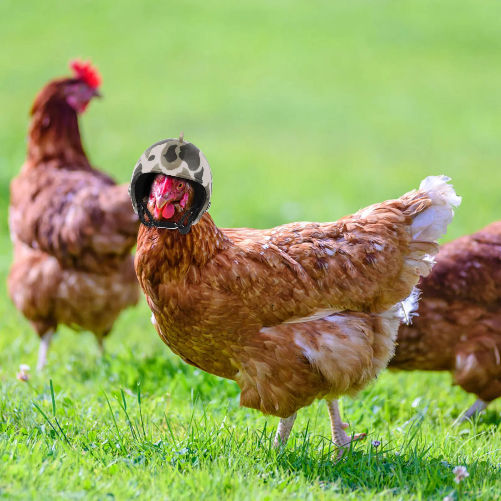 5pcs Chicken Safety For Outdoor Sun Rain Protection Premium Pet Head Protection For Birds Ducks Poultry Parrot
5pcs Chicken Safety For Outdoor Sun Rain Protection Premium Pet Head Protection For Birds Ducks Poultry Parrot