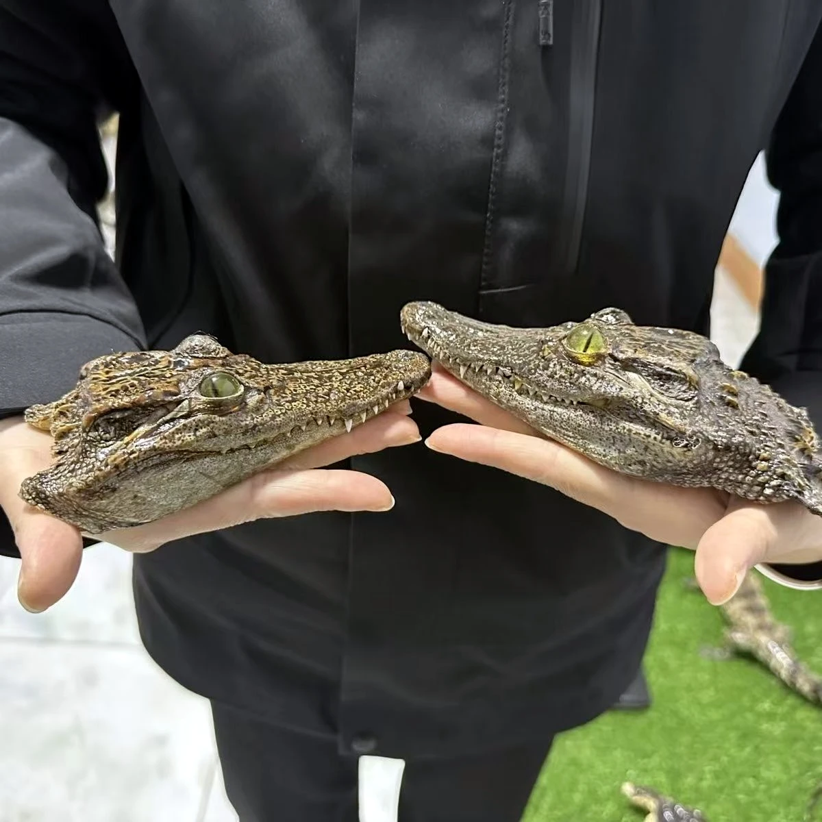 2188 Wholesale Crocodile Head Decoration Resin Art Specimens Handicraft Gothic Wall Decoration Christmas Halloween Party Gifts
2188 Wholesale Crocodile Head Decoration Resin Art Specimens Handicraft Gothic Wall Decoration Christmas Halloween Party Gifts