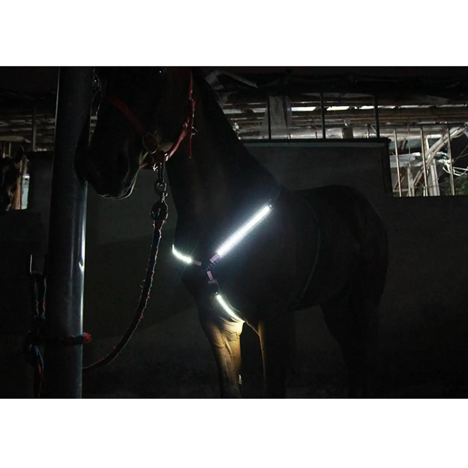 USB Rechargeable LED Horse Breastplate Collar High Visibility Reflective Bridle Strap for Horse Riding Safety
USB Rechargeable LED Horse Breastplate Collar High Visibility Reflective Bridle Strap for Horse Riding Safety