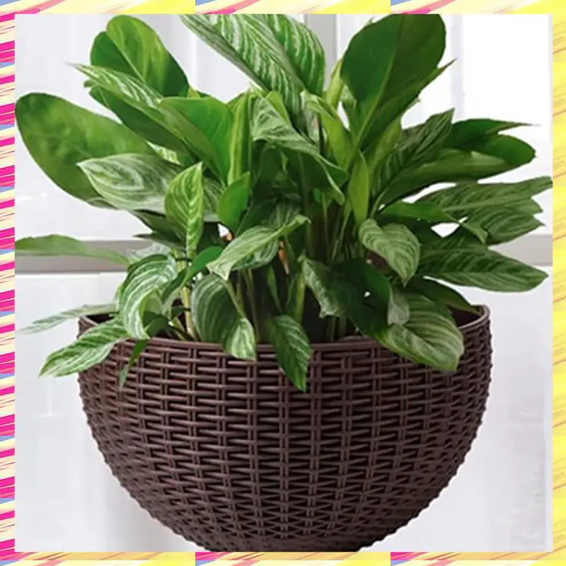 ABJJ Dark Green Large European-Style Imitation Rattan Wall-Mounted Semi-Circular Flowerpot Lazy Flowerpot Durable Easy Install
ABJJ Dark Green Large European-Style Imitation Rattan Wall-Mounted Semi-Circular Flowerpot Lazy Flowerpot Durable Easy Install