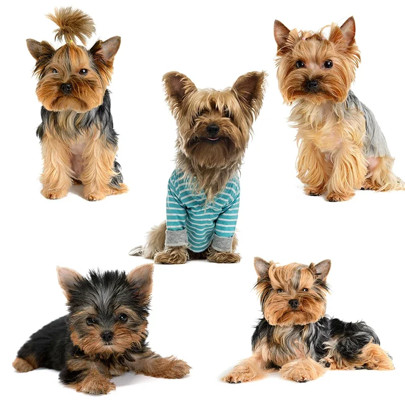 OFK Car Sticker Cute Yorkshire Terrier Dog Pattern Body Stickers Decoration Cute, Vehicle Supplies Cover Scratches Personality.
OFK Car Sticker Cute Yorkshire Terrier Dog Pattern Body Stickers Decoration Cute, Vehicle Supplies Cover Scratches Personality.