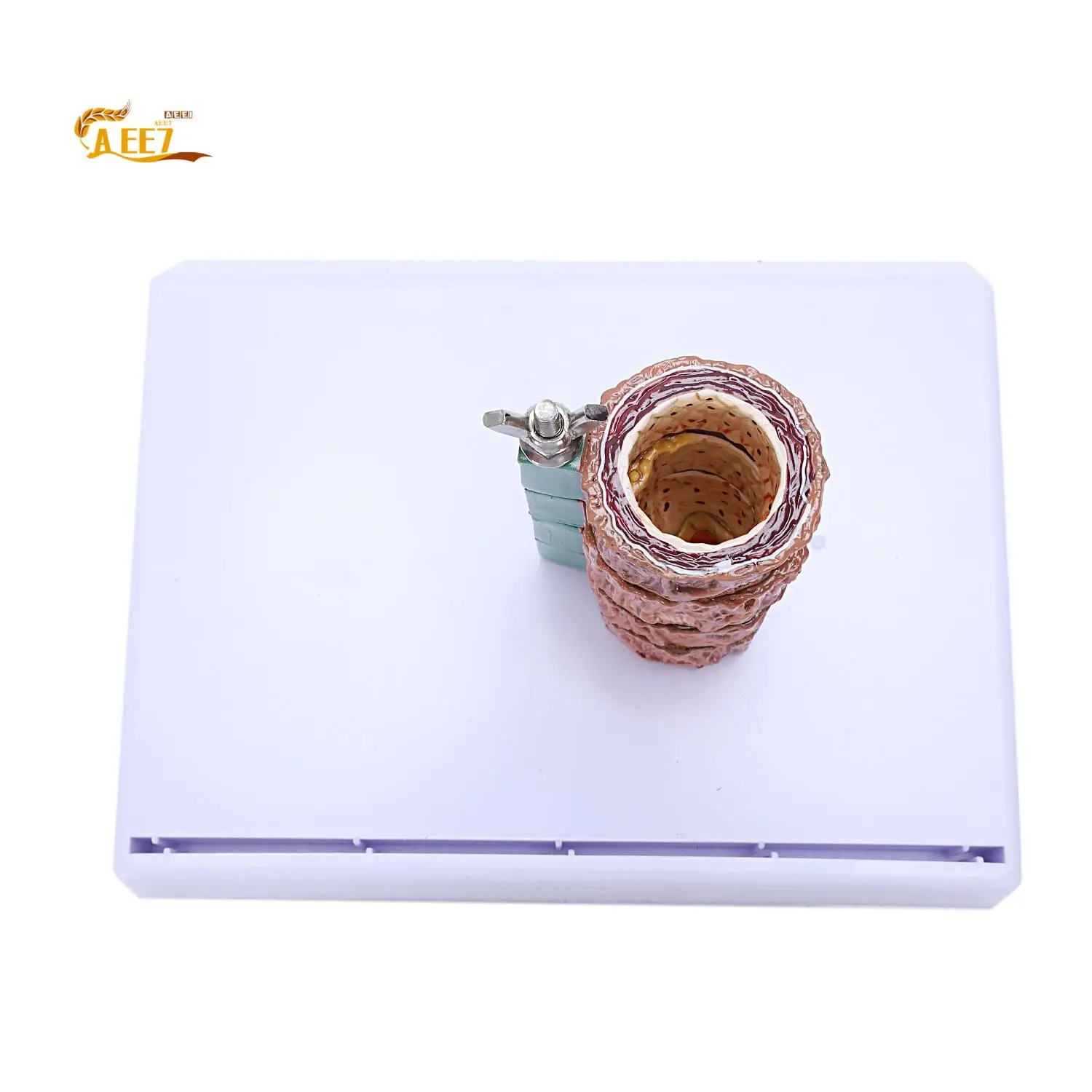 AEE7-Atherosclerosis Thrombosis Model Vascular Disease Demonstration Heart Vascular Pathology Model
AEE7-Atherosclerosis Thrombosis Model Vascular Disease Demonstration Heart Vascular Pathology Model