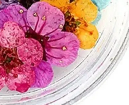 20pcs/box Pressed Dried Narcissus Plum Blossom Flower For Epoxy Resin Jewelry Making Nail Art Craft DIY Accessories
