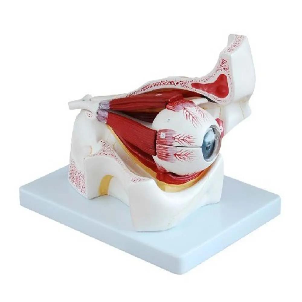 Anatomical Detachable Eye Model with Orbit 10 Parts Eye/Eyeball with Orbit Model Medical School & Educational Supplies
Anatomical Detachable Eye Model with Orbit 10 Parts Eye/Eyeball with Orbit Model Medical School & Educational Supplies
