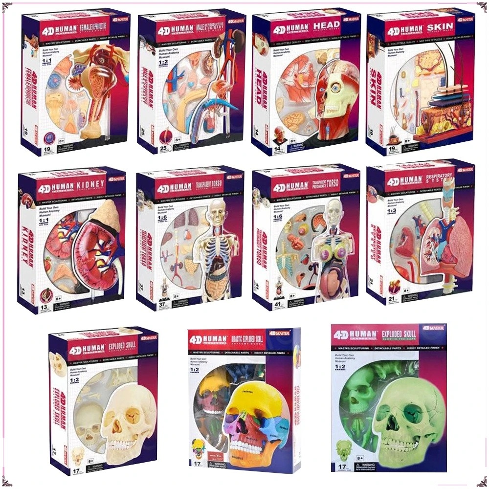 4D модель анатомии человека MASTER, цвет полости рта, череп, кожа, сборка мышц, популяризация науки, игрушка, украшение для рабочего стола, подарки для мальчиков и девочек
4D модель анатомии человека MASTER, цвет полости рта, череп, кожа, сборка мышц, популяризация науки, игрушка, украшение для рабочего стола, подарки для мальчиков и девочек
