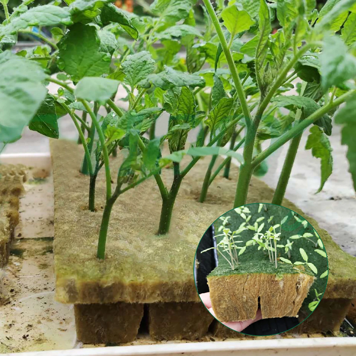 18 Pcs Hydroponic Wool Block Soilless Cultivation Gardening Tools Green Mesh Fabric Seedling Tray Vegetable Planting
18 Pcs Hydroponic Wool Block Soilless Cultivation Gardening Tools Green Mesh Fabric Seedling Tray Vegetable Planting