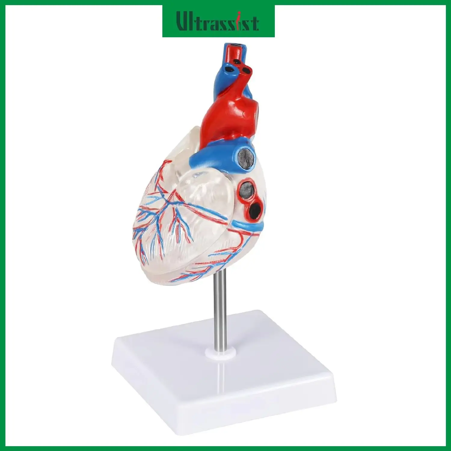 Transparent Heart Anatomical Model Life-Size Human Heart and Cardiac Conduction System Model for Medical Classroom Learning Aid
Transparent Heart Anatomical Model Life-Size Human Heart and Cardiac Conduction System Model for Medical Classroom Learning Aid