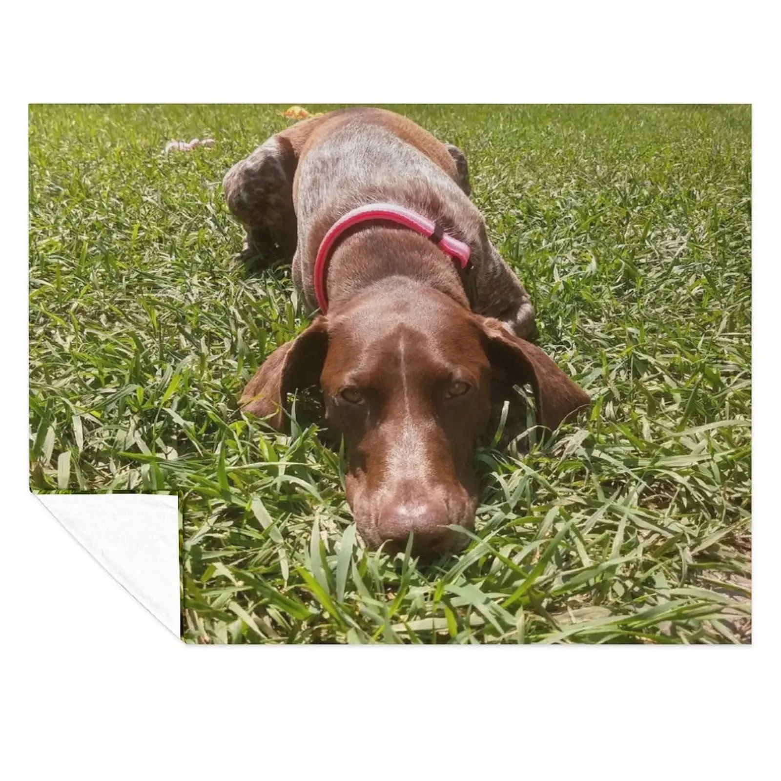 Summer Days with a Sharp-eyed Companion: A German Shorthair Pointer on the Hunt Throw Blanket Cute Plaid Blankets
Summer Days with a Sharp-eyed Companion: A German Shorthair Pointer on the Hunt Throw Blanket Cute Plaid Blankets
