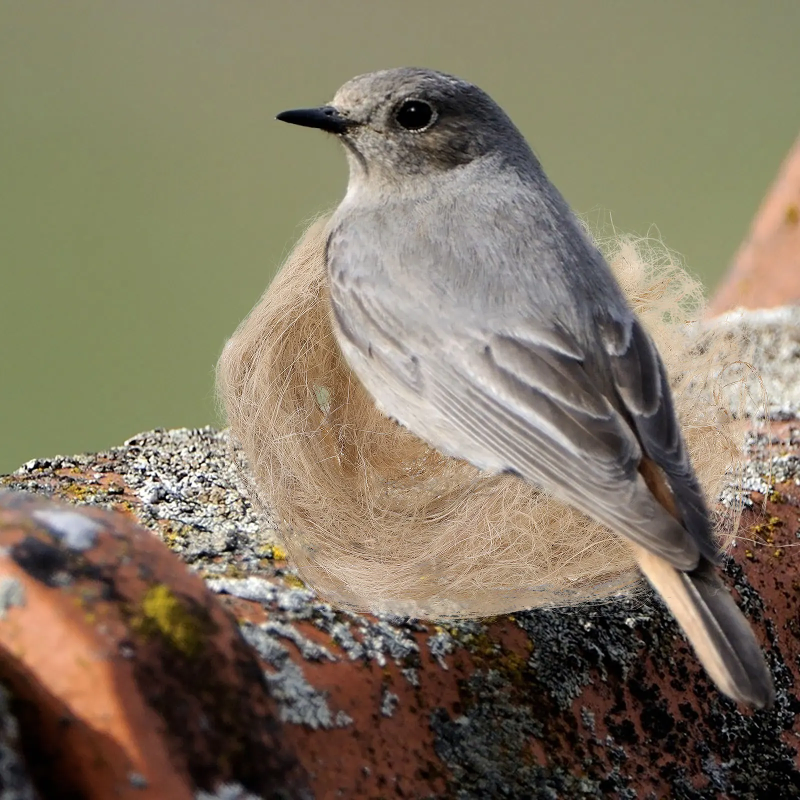 1 Pack Natural Bird Nesting Material Woven Hummingbird Supplies Soft Dry Birds Bedding Parrot Nest Accessories Indoor Outdoor
1 Pack Natural Bird Nesting Material Woven Hummingbird Supplies Soft Dry Birds Bedding Parrot Nest Accessories Indoor Outdoor