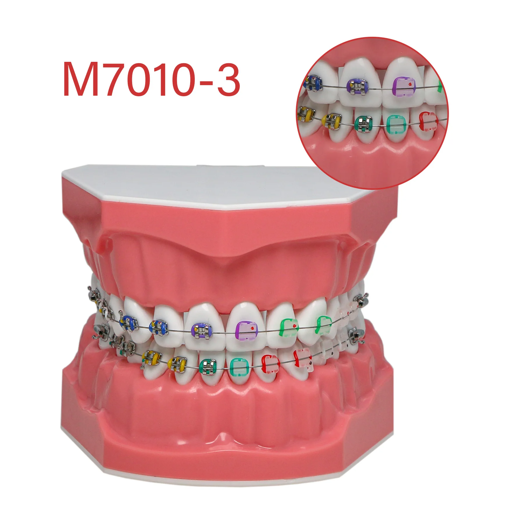 M7010-3 Dental Typodont Teeth Model 1:1 Teach Study With Half Metal Bracket and Half Ceramic Brackets
M7010-3 Dental Typodont Teeth Model 1:1 Teach Study With Half Metal Bracket and Half Ceramic Brackets