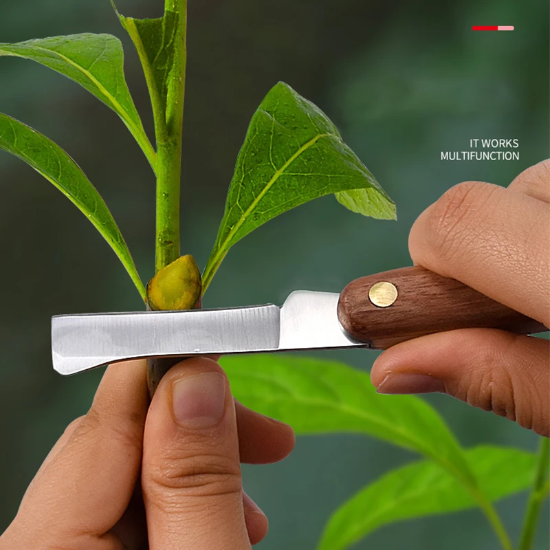 Foldable Grafting Pruning Knife Professional Garden Grafting Cutter Stainless Steel Wooden Handle Knife Tool Grafting Tools
Foldable Grafting Pruning Knife Professional Garden Grafting Cutter Stainless Steel Wooden Handle Knife Tool Grafting Tools