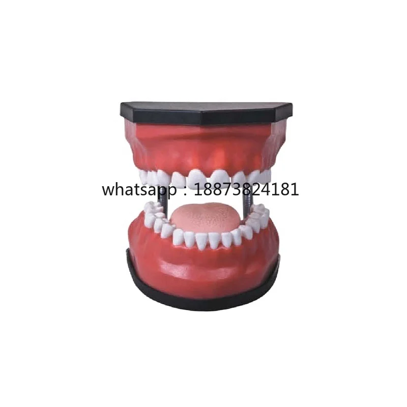 Модель зубов с 32 съемными зубами для ухода за полостью рта, медицинский научный продукт класса люкс
Модель зубов с 32 съемными зубами для ухода за полостью рта, медицинский научный продукт класса люкс