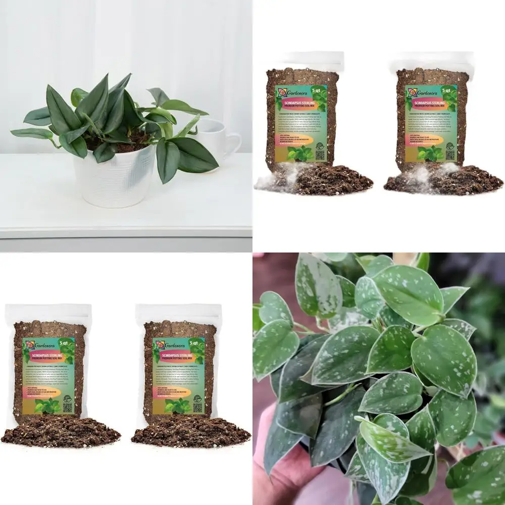 All-Natural Potting Soil for Scindapsus Sterling - 10 Quart, Promotes Root & Foliage Health
All-Natural Potting Soil for Scindapsus Sterling - 10 Quart, Promotes Root & Foliage Health