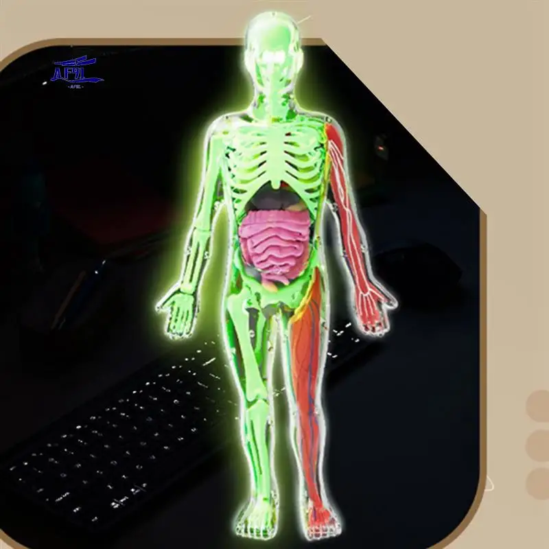 AF91-DIY Assembly Of Noctilucent Human Organ Skeleton Model Anatomy For Early Childhood Biology Teaching Primary Secondary
AF91-DIY Assembly Of Noctilucent Human Organ Skeleton Model Anatomy For Early Childhood Biology Teaching Primary Secondary