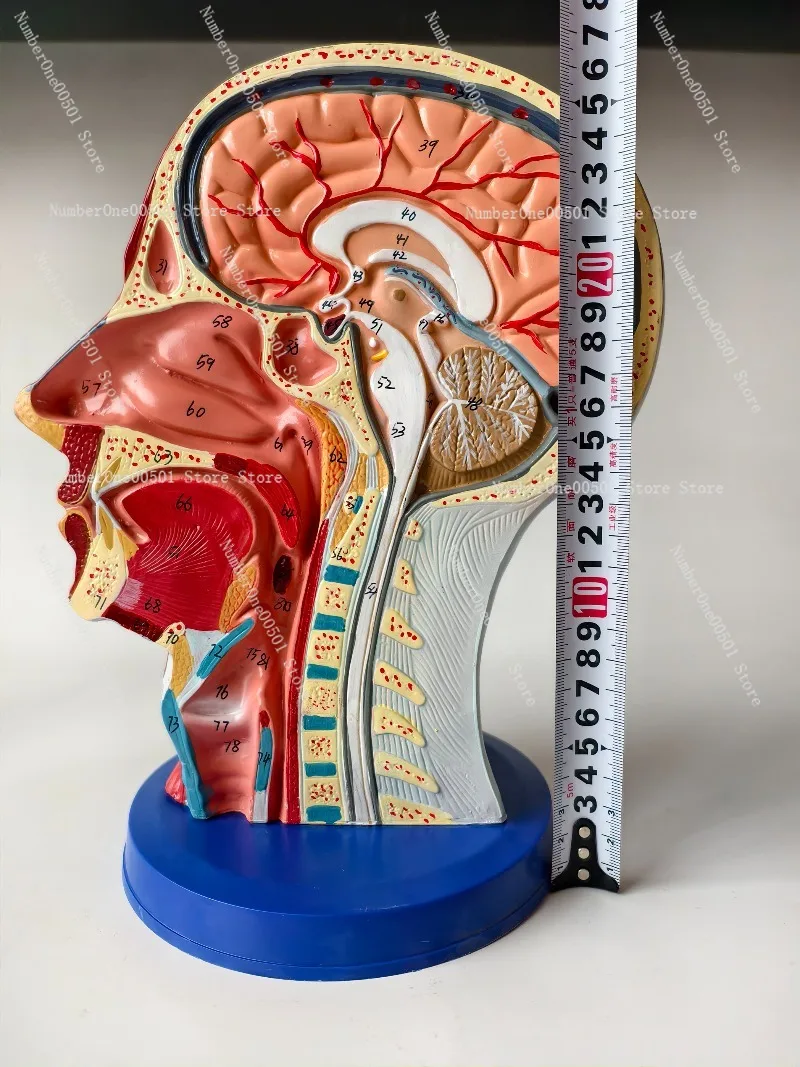 Medical Facial Injection Training Model Superficial Neurovascular Muscle Anatomy of Head and Face for Aesthetic Education
Medical Facial Injection Training Model Superficial Neurovascular Muscle Anatomy of Head and Face for Aesthetic Education