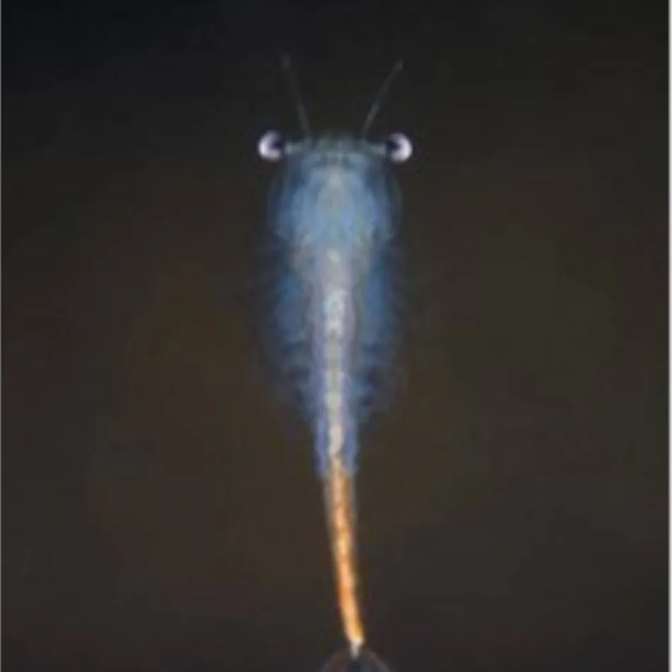 Blue Diamond Brine Fairy Shrimp Eggs Seeds Shrimps Egg Seed Toy Kids Toys 10000 Eggs/Lot
Blue Diamond Brine Fairy Shrimp Eggs Seeds Shrimps Egg Seed Toy Kids Toys 10000 Eggs/Lot