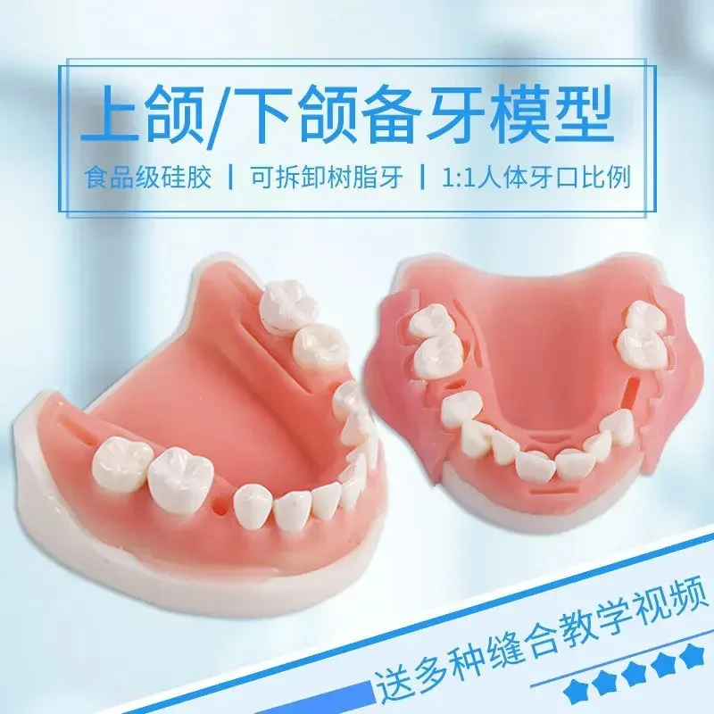 Student Dental Preparation Exercise: Upper And Lower Jaw Half Mouth Model Detachable Teeth Periodontal Suture Exercise
Student Dental Preparation Exercise: Upper And Lower Jaw Half Mouth Model Detachable Teeth Periodontal Suture Exercise