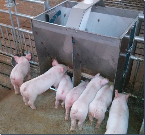 Stainless Steel Double Side Feeder Trough for Nursery 12-Hole Pig Livestock Farm Agricultural Machinery Equipment
Stainless Steel Double Side Feeder Trough for Nursery 12-Hole Pig Livestock Farm Agricultural Machinery Equipment