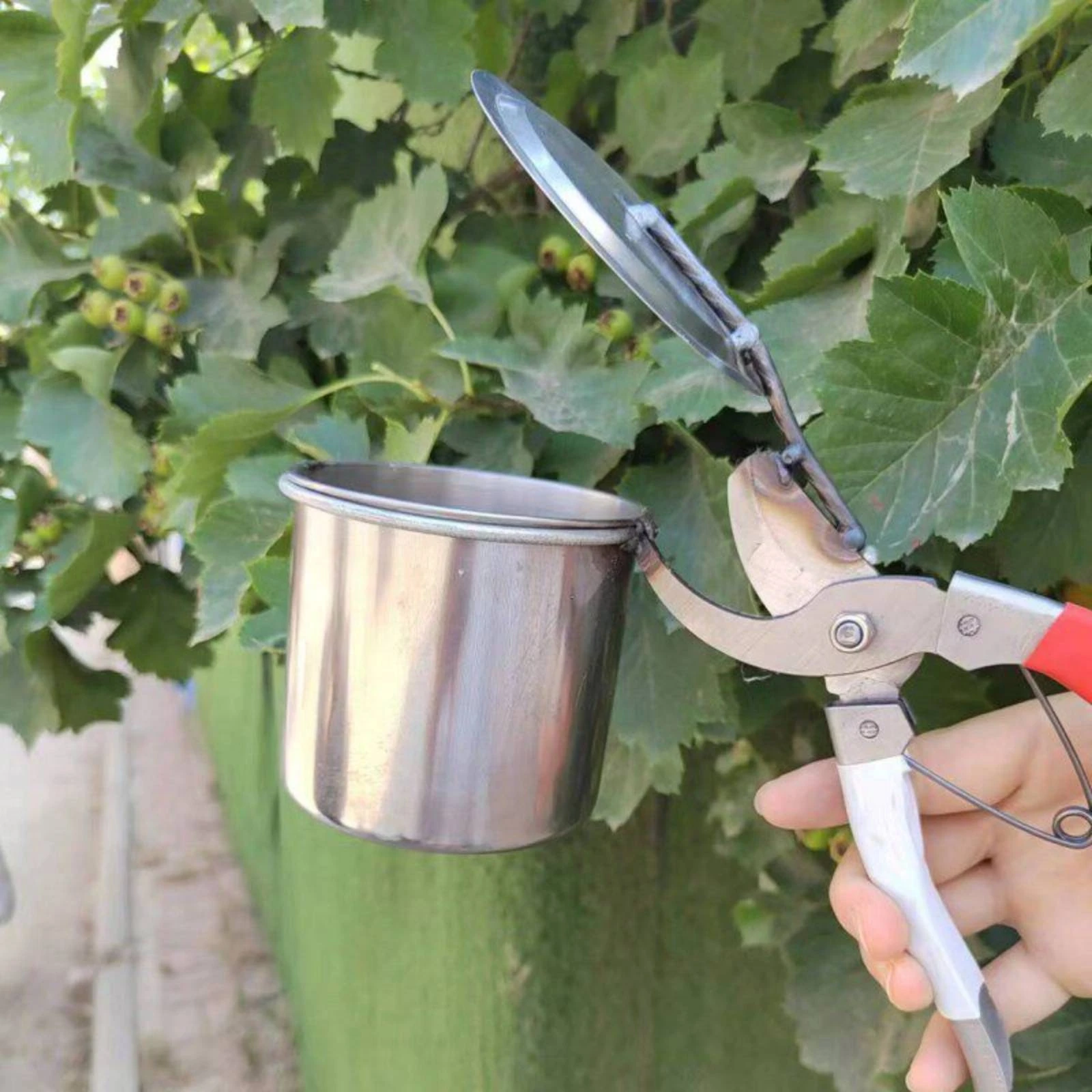 Cup-Type Fruit Picker Coil-Assisted-Loaded Handheld Fruit Picker Hand Grips Black Cord Linkage
Cup-Type Fruit Picker Coil-Assisted-Loaded Handheld Fruit Picker Hand Grips Black Cord Linkage