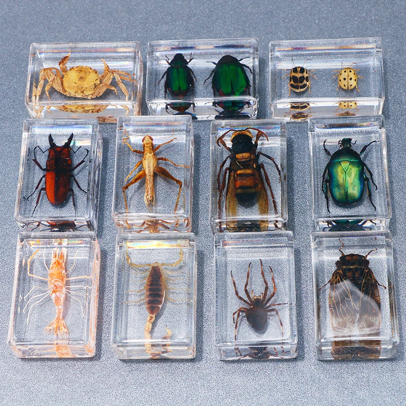 Real Insect Specimens Transparent Resin Teaching Popularization of Science Observation Statues for Decoration
Real Insect Specimens Transparent Resin Teaching Popularization of Science Observation Statues for Decoration
