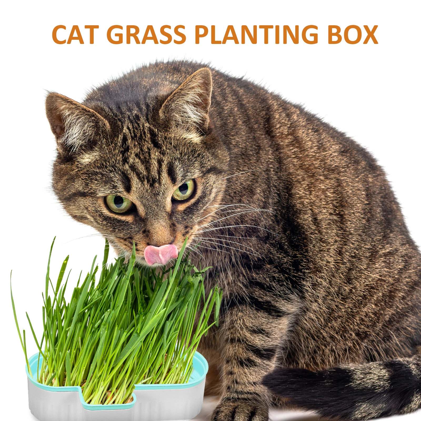 3 Pcs Grass Planter Cat Grass Box Plastic Container Soil for Gardening Blue Green
3 Pcs Grass Planter Cat Grass Box Plastic Container Soil for Gardening Blue Green