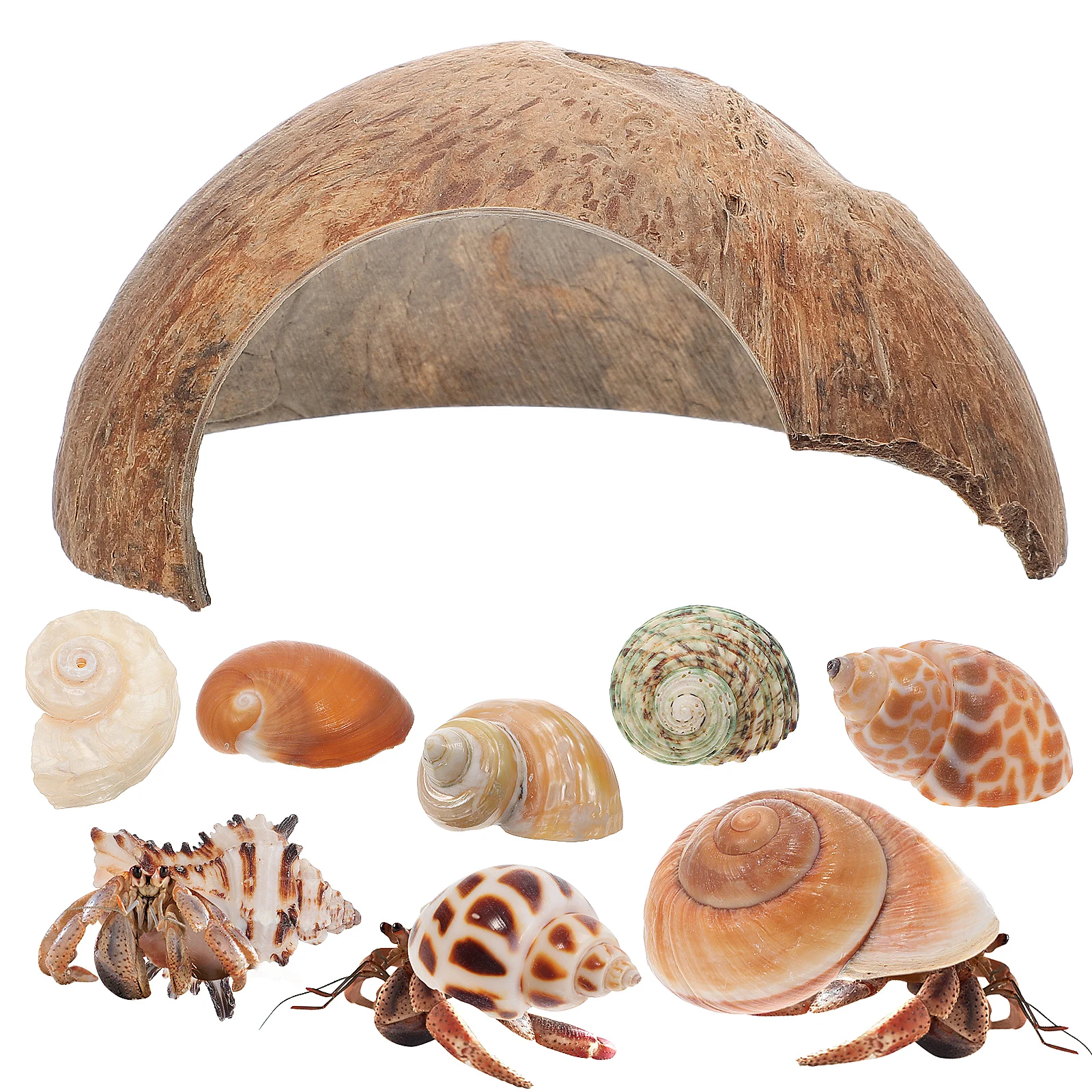 1 Coconut Shell Pet House Natural Hideouts Crab Shells Reptile Cave Habitat Turtle Hut Fish Tank Decor Safe Accessories
1 Coconut Shell Pet House Natural Hideouts Crab Shells Reptile Cave Habitat Turtle Hut Fish Tank Decor Safe Accessories