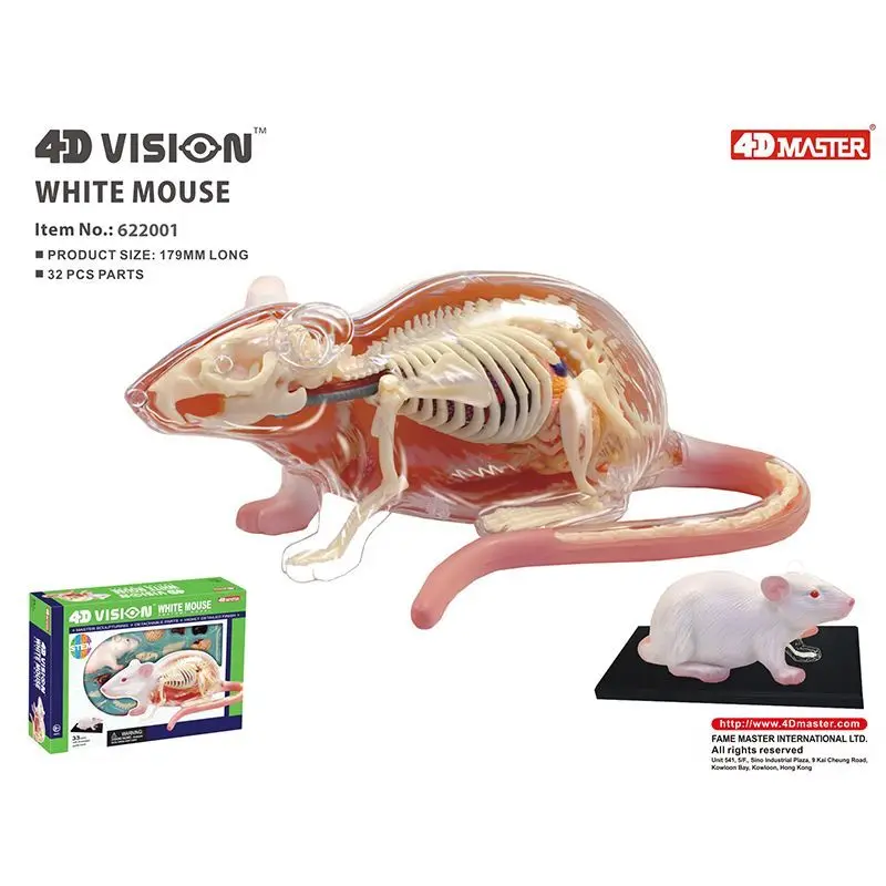 4D MASTER puzzle assembly toy simulation animal biology White mouse organ anatomy medical teaching model
4D MASTER puzzle assembly toy simulation animal biology White mouse organ anatomy medical teaching model