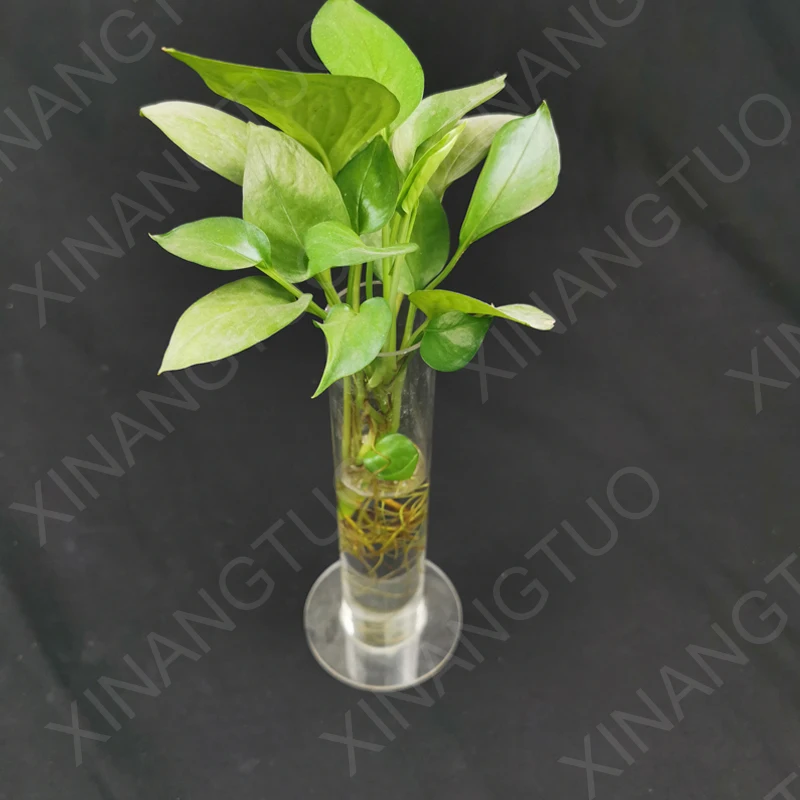 Clear Tube Vertical Planters Round Flower Pot Container Decorative Rose Vase For Home Decor Green Plant Vase
Clear Tube Vertical Planters Round Flower Pot Container Decorative Rose Vase For Home Decor Green Plant Vase