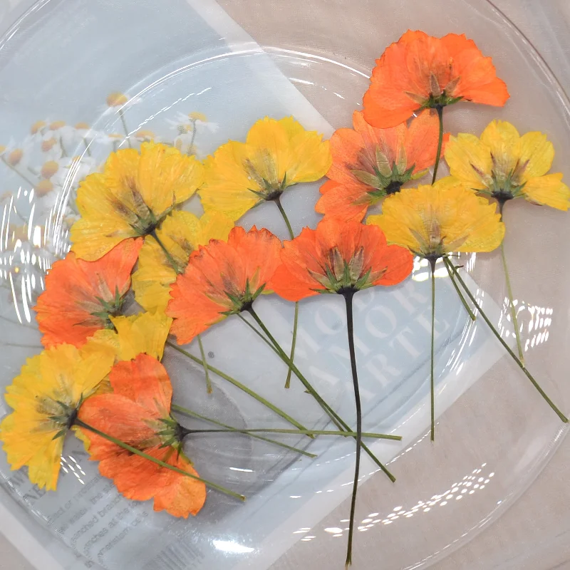8-10cm/6pcs,Mini Cosmos sulphureus branch pressed dry flower,DIY drop glue plant phone case party invitation greeting card decor
8-10cm/6pcs,Mini Cosmos sulphureus branch pressed dry flower,DIY drop glue plant phone case party invitation greeting card decor