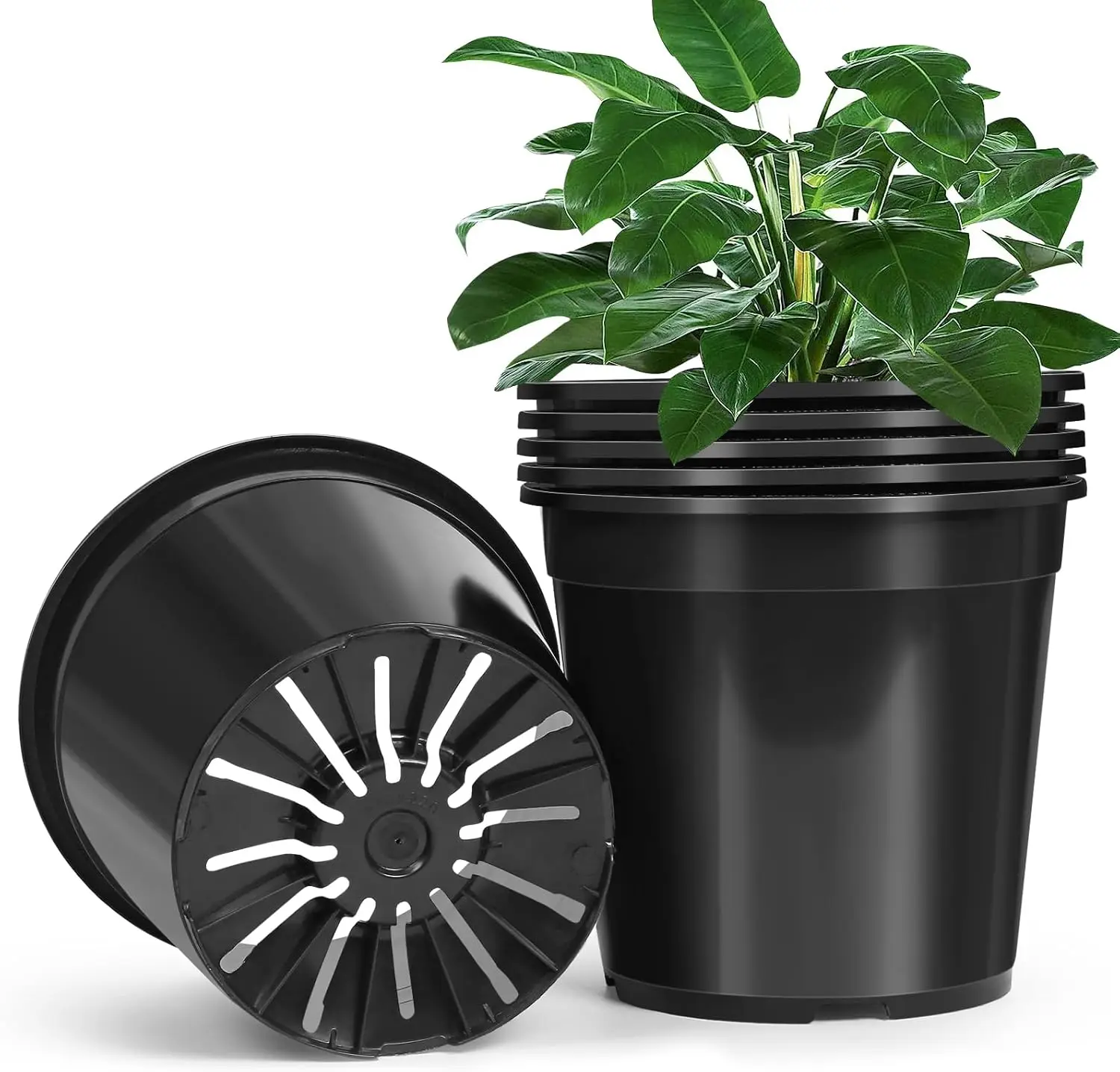 6 Pack 5 Gallon Plastic Nursery Pots with Drainage Holes, Sturdy Plant Pots for Garden, Indoor & Outdoor Use (Black, 5 Gal)
6 Pack 5 Gallon Plastic Nursery Pots with Drainage Holes, Sturdy Plant Pots for Garden, Indoor & Outdoor Use (Black, 5 Gal)