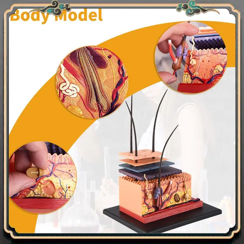 Reliable-4D Human Skin Model Hair Organs Assembling Puzzle Model Teaching Model Manikin Science Anatomical Model
Reliable-4D Human Skin Model Hair Organs Assembling Puzzle Model Teaching Model Manikin Science Anatomical Model