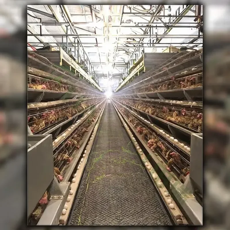 New Hot Galvanized Automated Poultry Farm Equipment ISO9001 Certified Egg Layer Chicken Battery Cages 15-20 Year Lifetime for
New Hot Galvanized Automated Poultry Farm Equipment ISO9001 Certified Egg Layer Chicken Battery Cages 15-20 Year Lifetime for