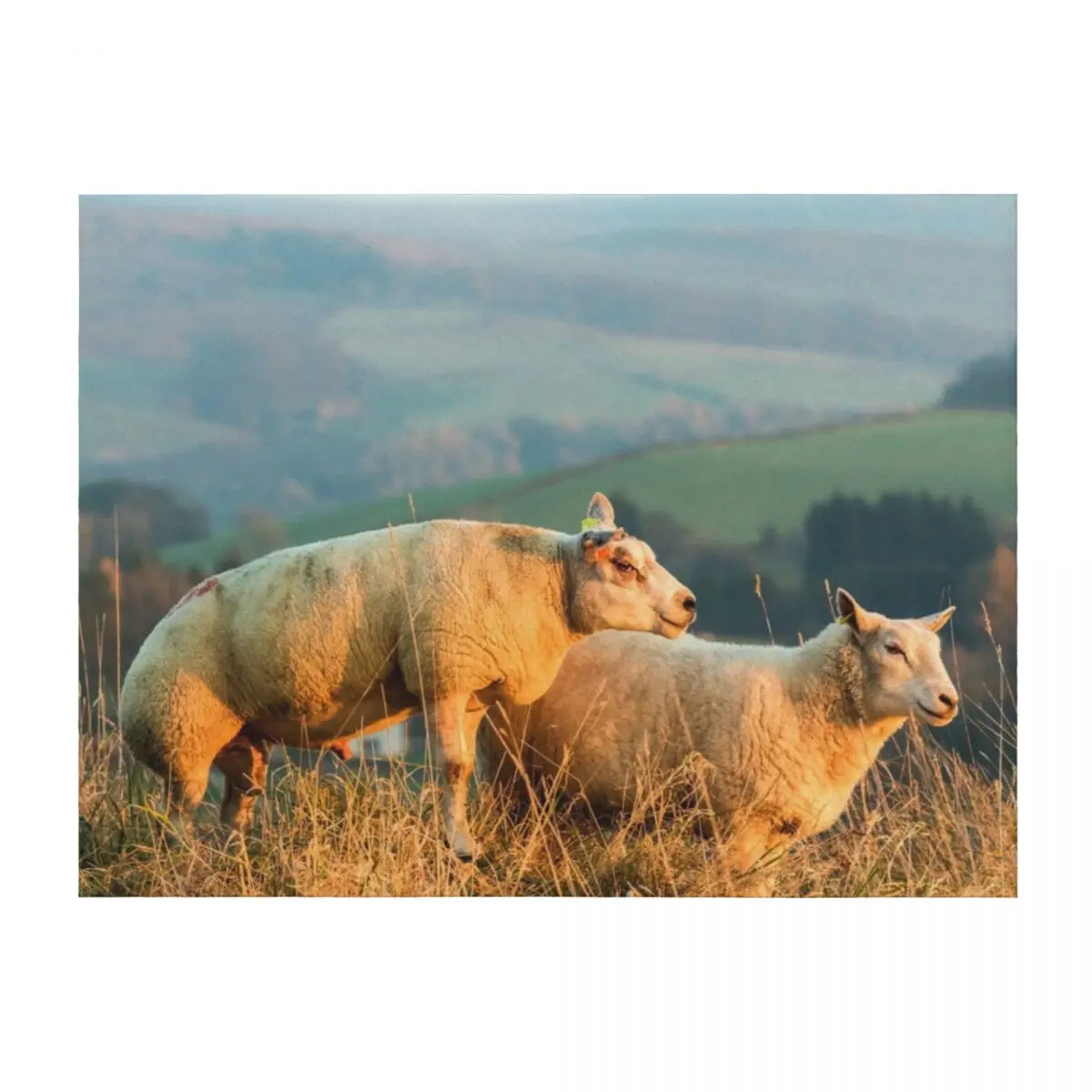 Texel Sheep III Throw Blanket Retros Warm Thin christmas decoration Blankets 
Texel Sheep III Throw Blanket Retros Warm Thin christmas decoration Blankets