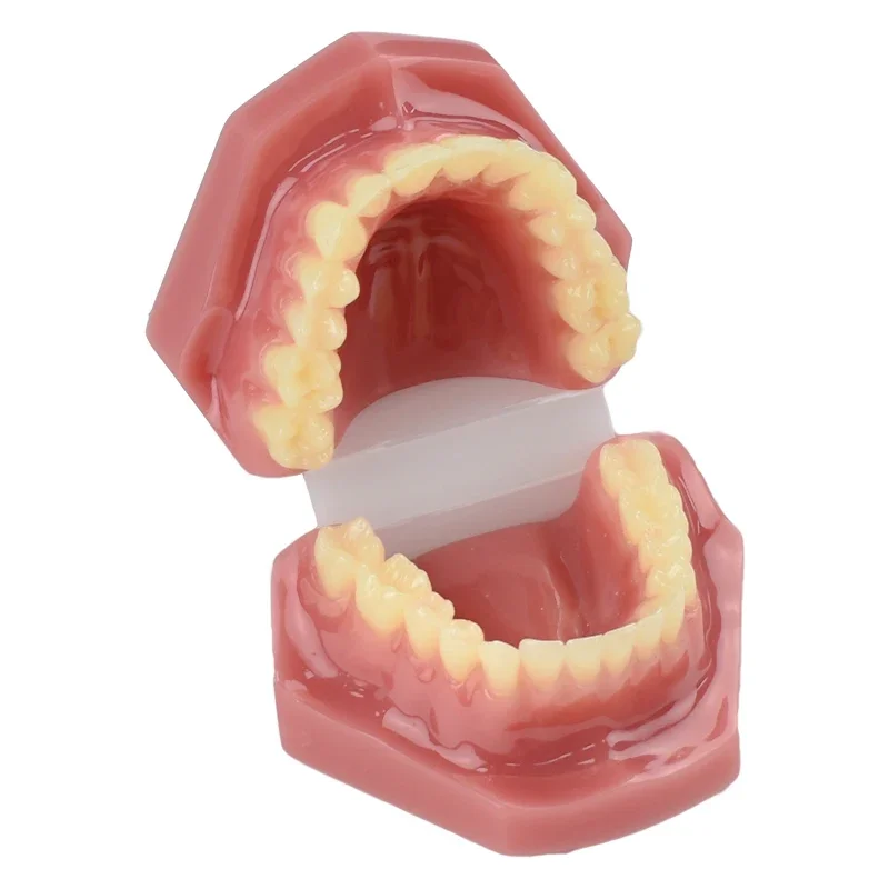 Dental Normal Adult Tooth Model Resin Material Dental Student Practice Training Studying Tools Oral Dental Products
Dental Normal Adult Tooth Model Resin Material Dental Student Practice Training Studying Tools Oral Dental Products